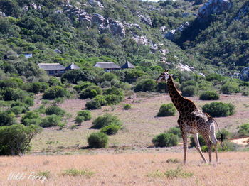 Woodbury Lodge Amakhala Game Reserve Bagian luar foto